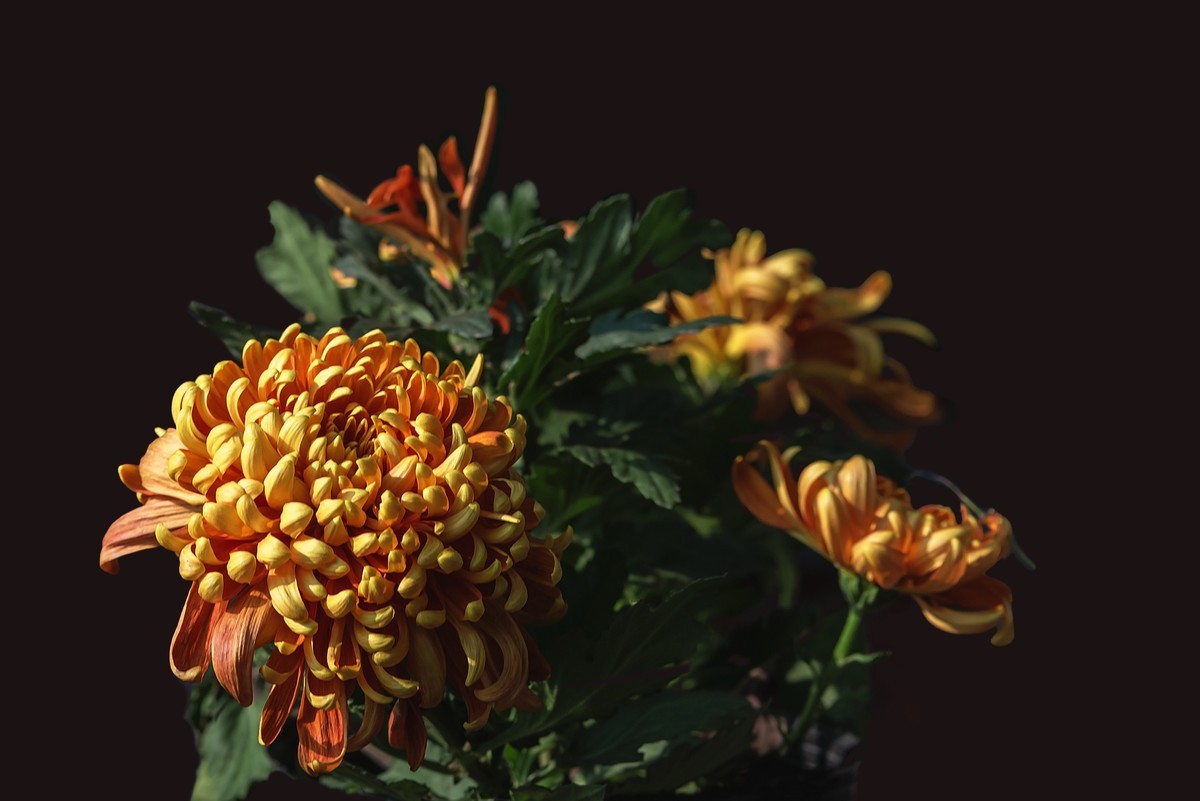 《野   菊》宋代：杨万里