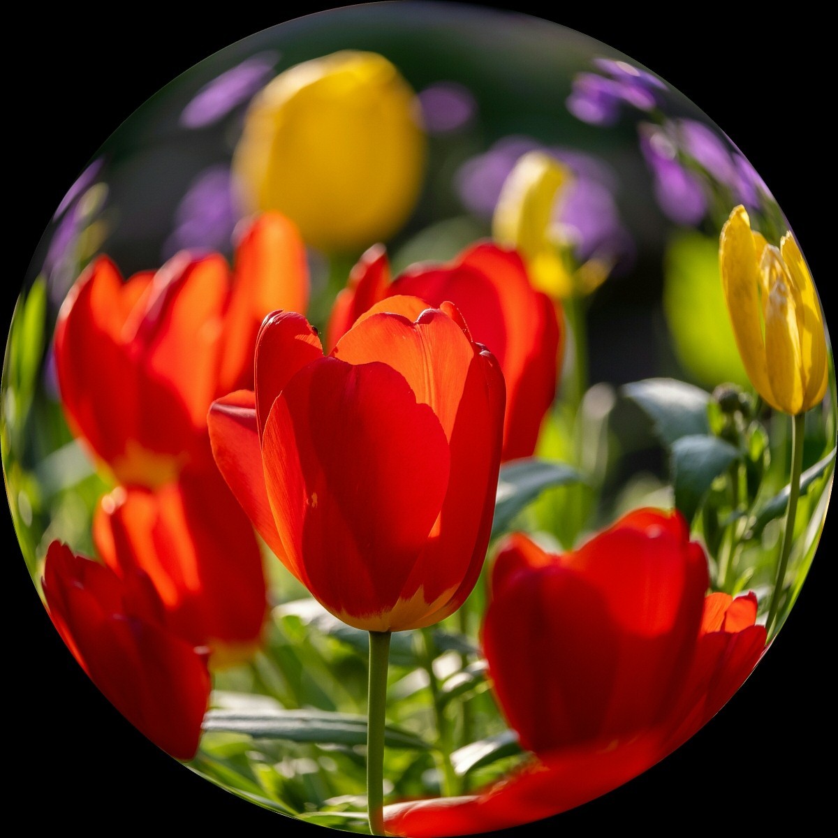 #春末夏初#多彩