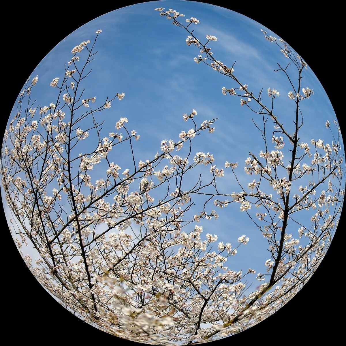 #春末夏初#多彩