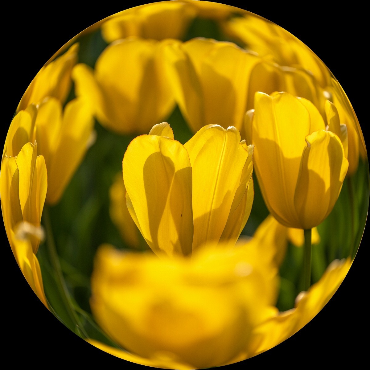 #春末夏初#多彩