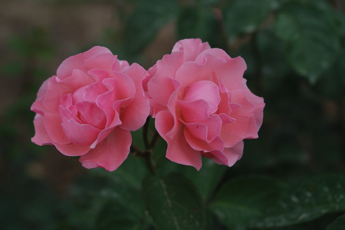 月季花开（四)