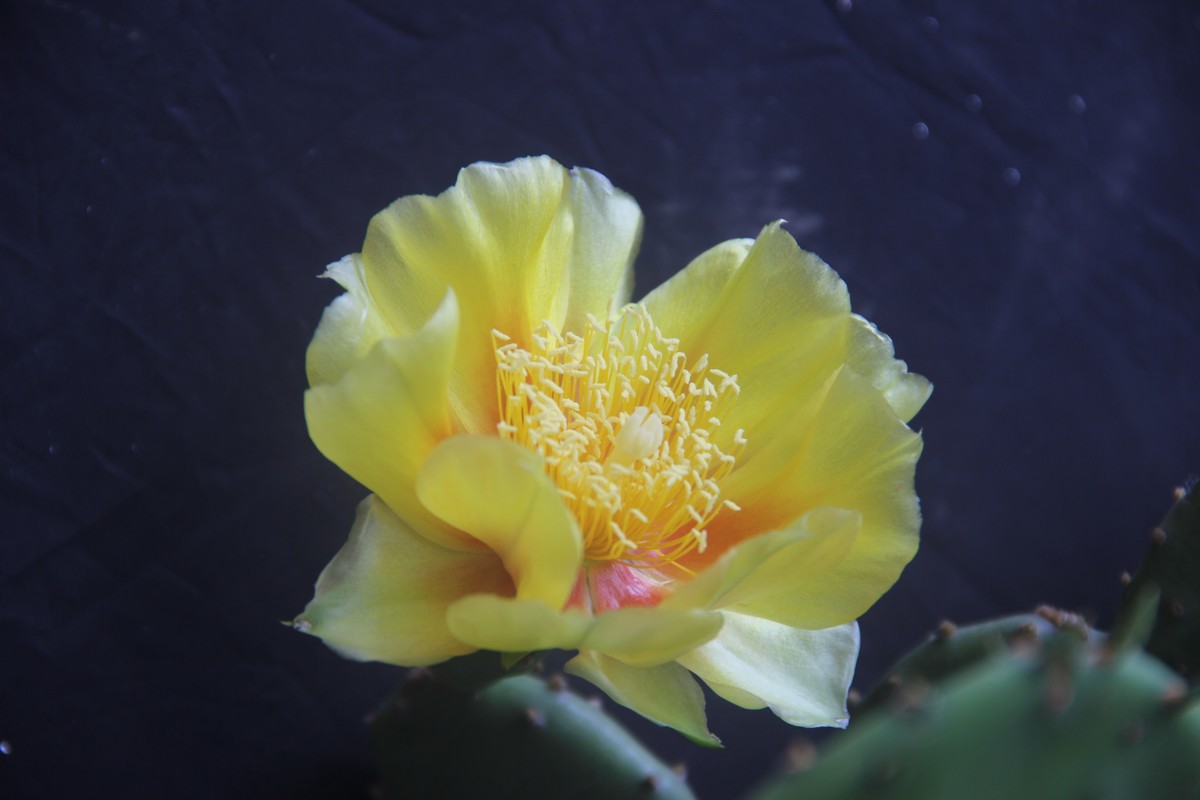 我们家阳台上的仙人掌花（8）