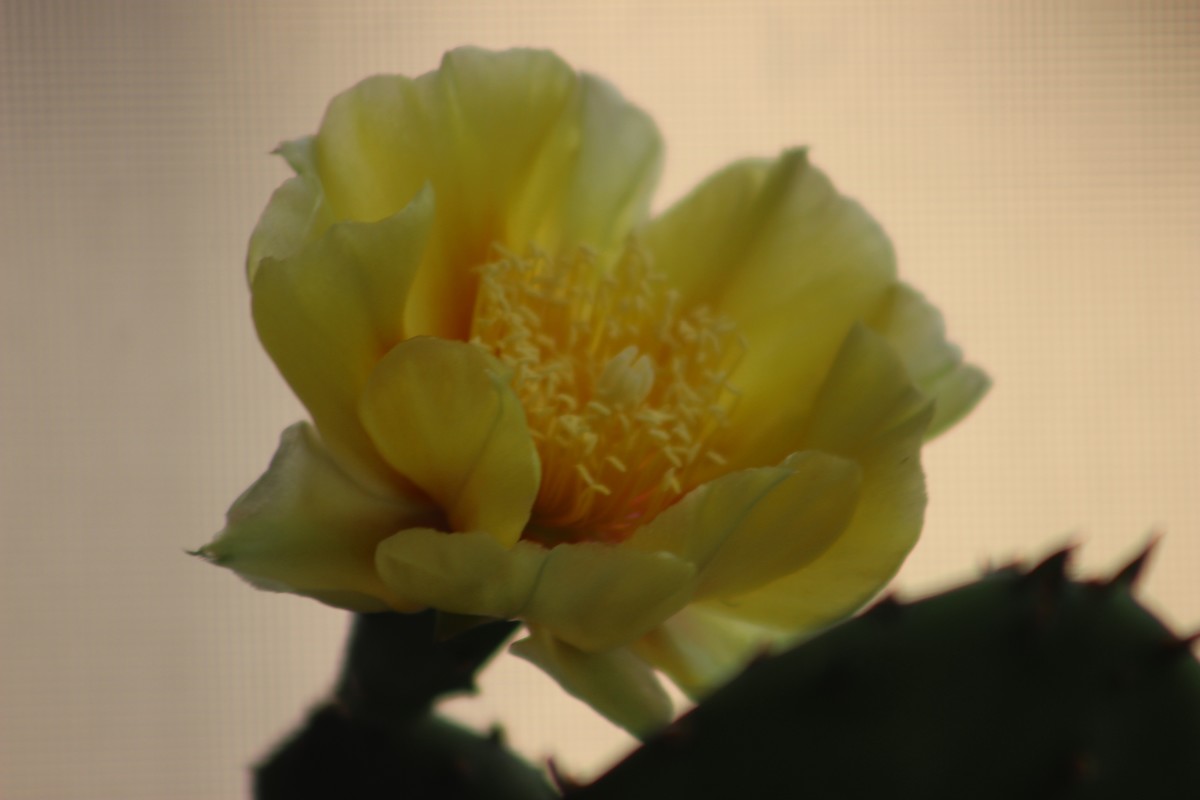 我们家阳台上的仙人掌花（8）