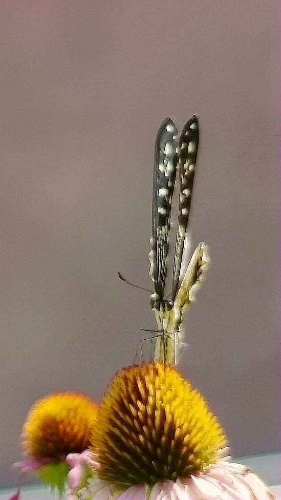 公园里的凤蝶-中关村在线摄影论坛