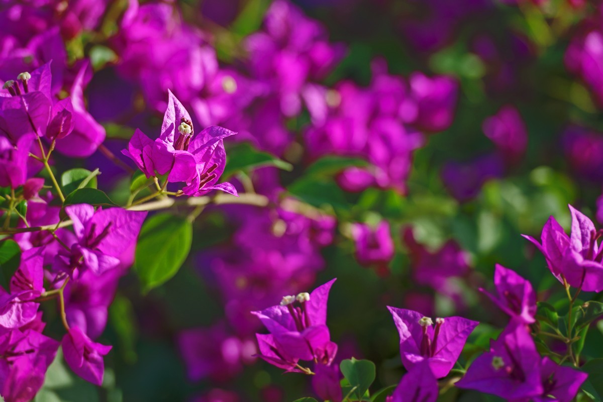 中秋当日拍摄的三角梅