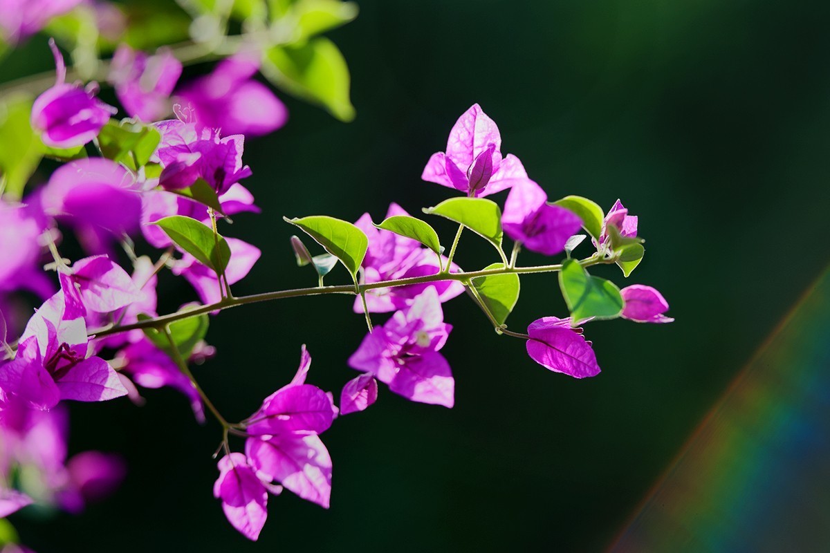 中秋当日拍摄的三角梅