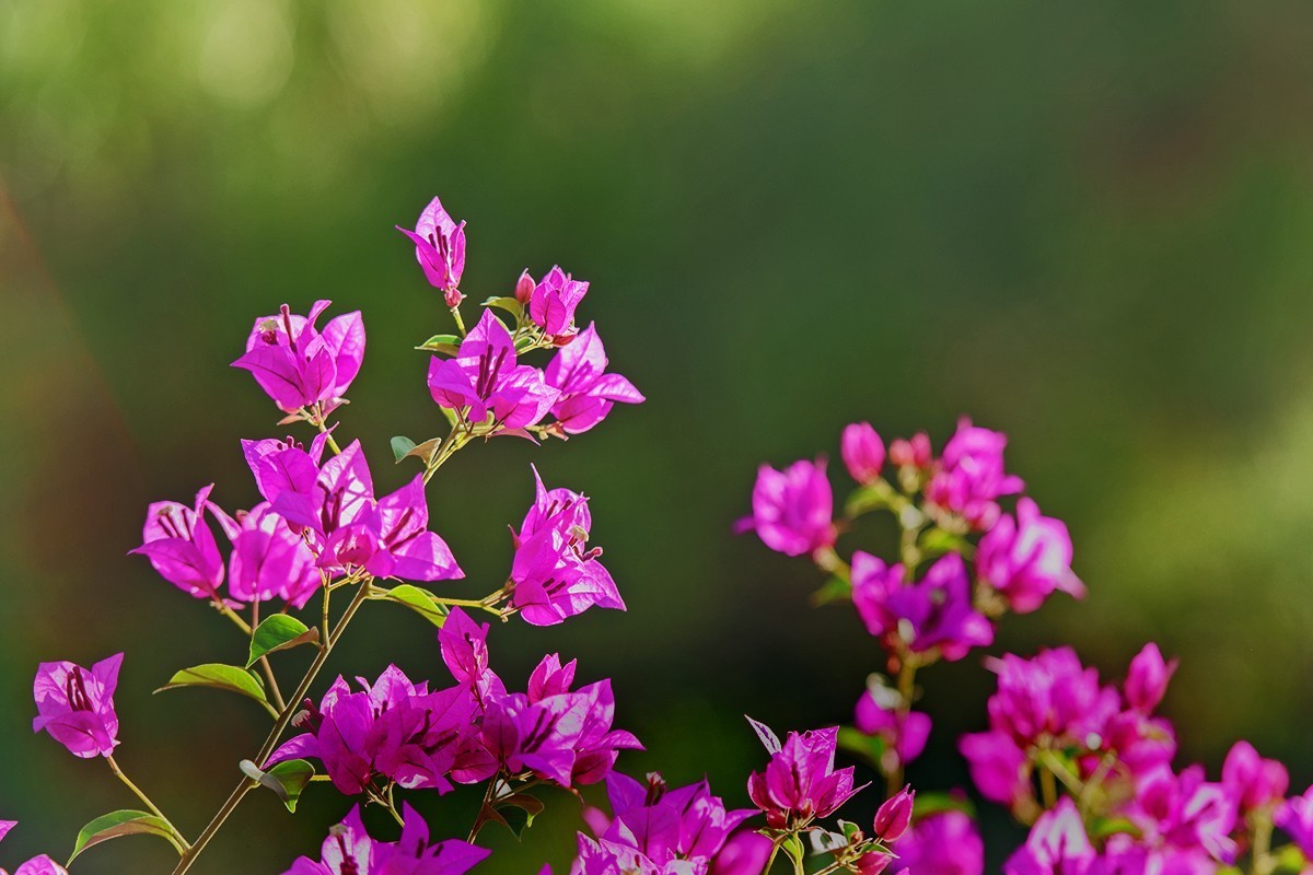 中秋当日拍摄的三角梅