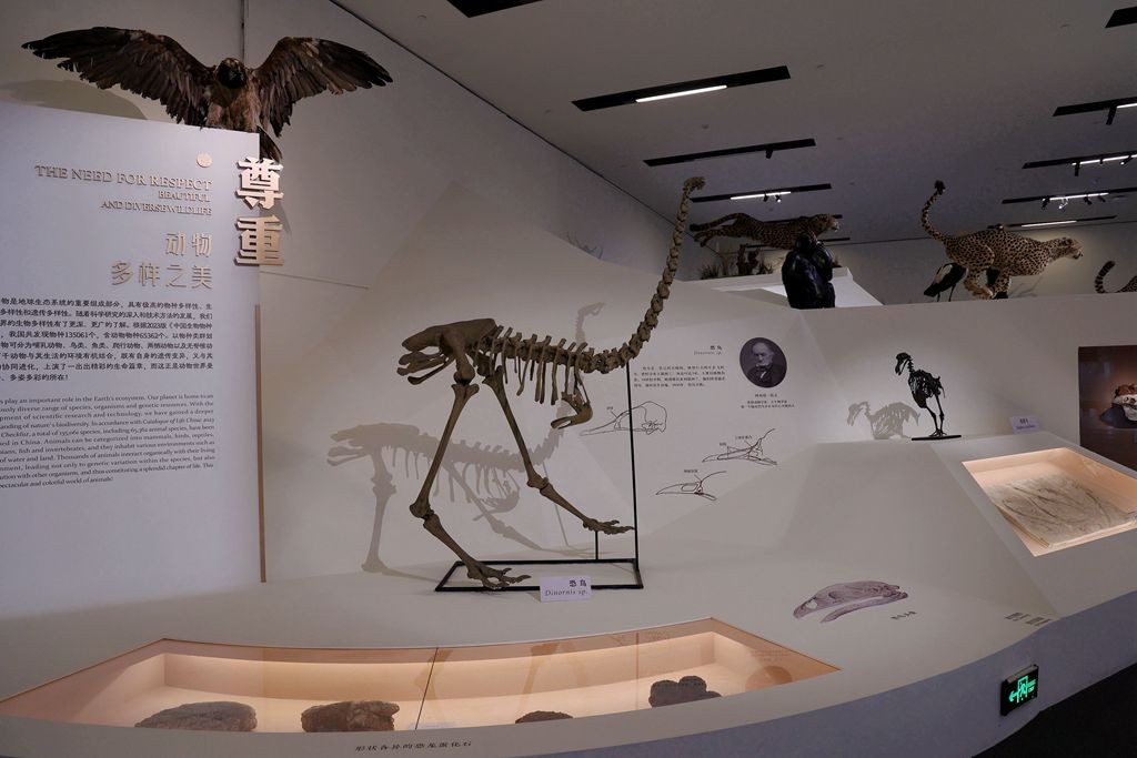 共同家园--大自然的奇迹