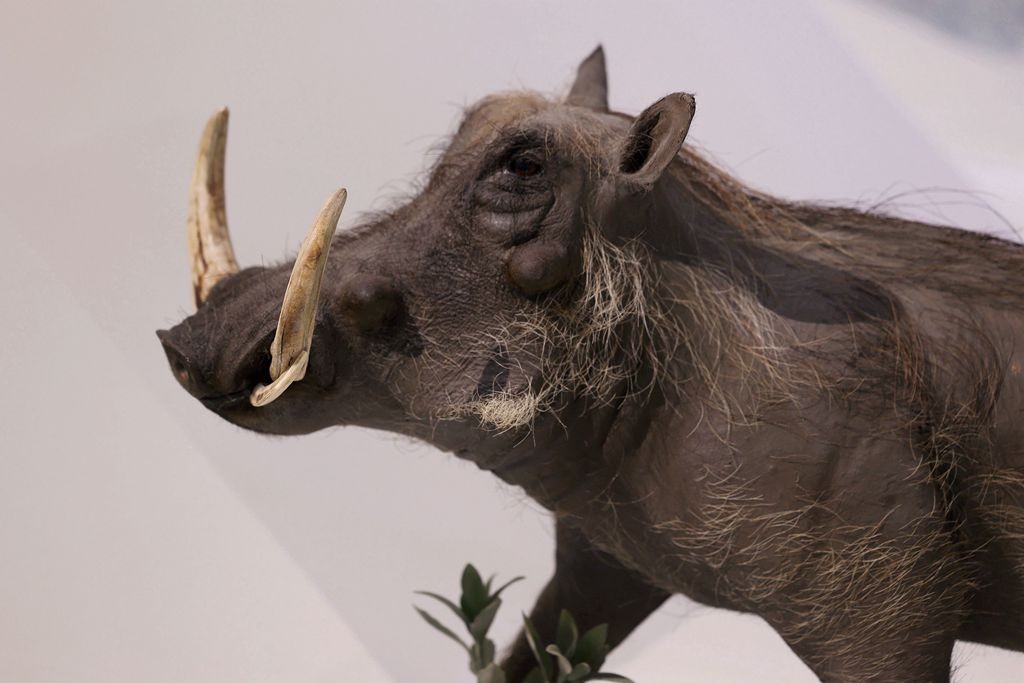 共同家园--大自然的奇迹