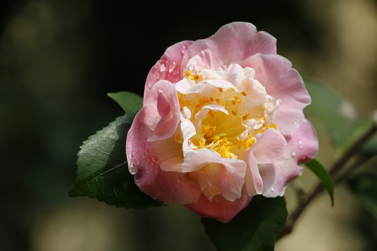 春天的花花好好看