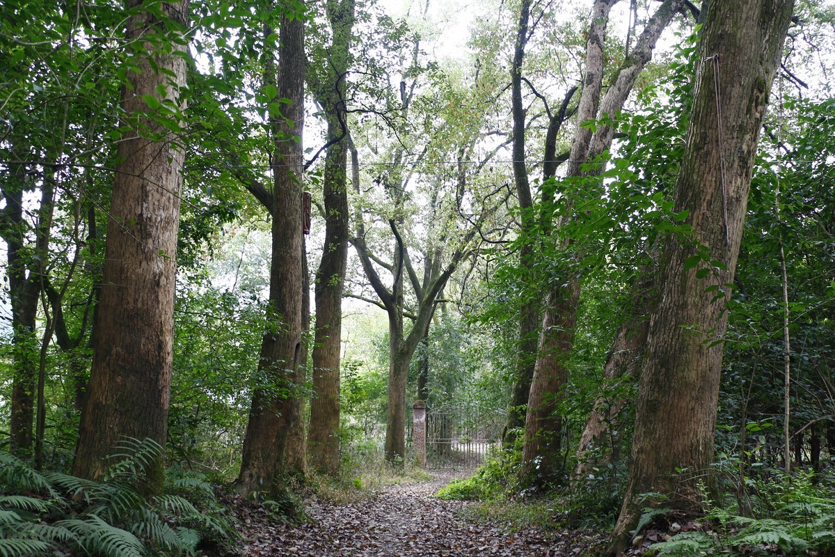 春天的花花好好看