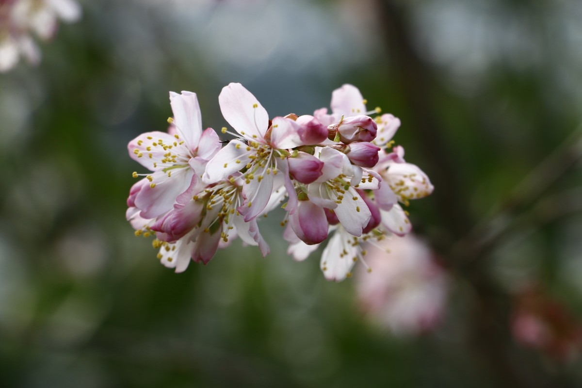 春天的花花好好看