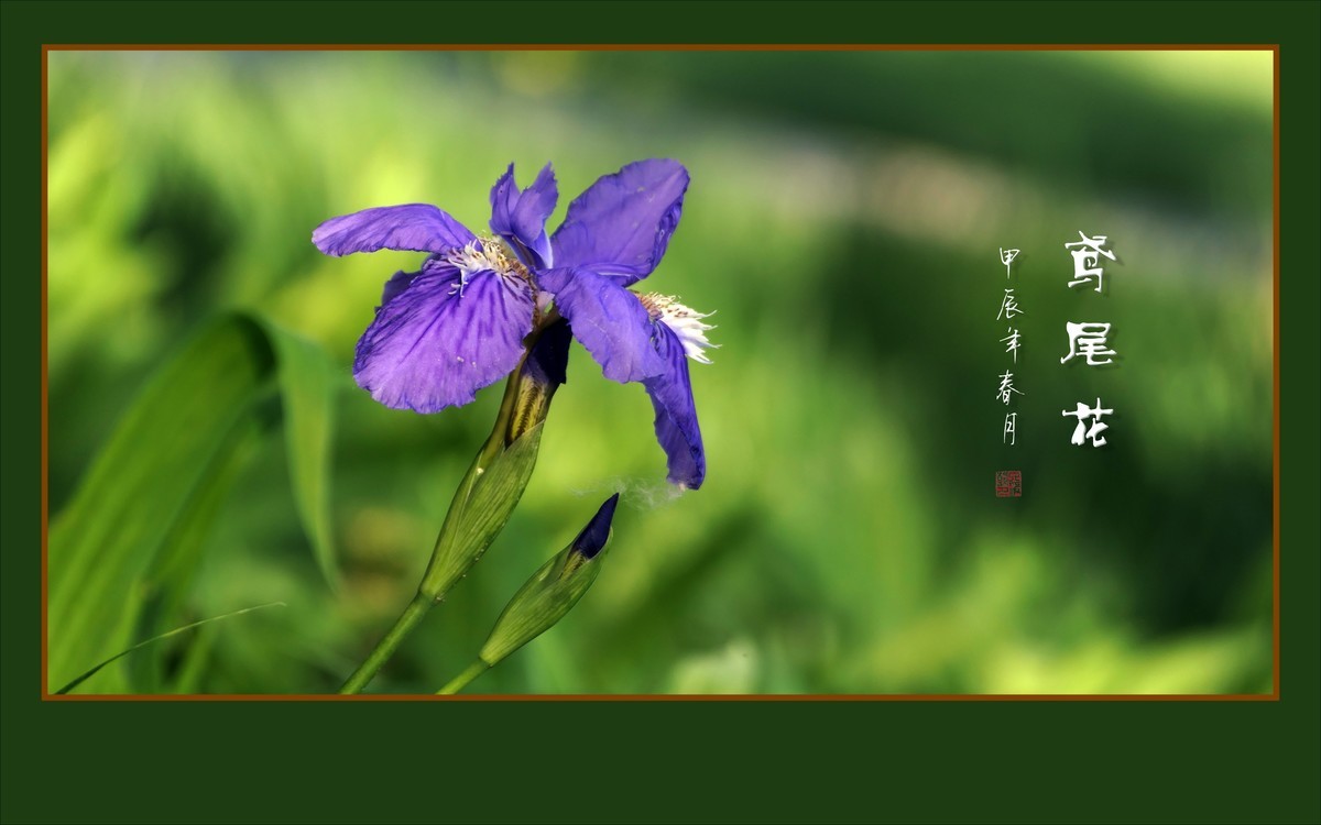 紫蝶翩翩飞草尖的鸢尾花