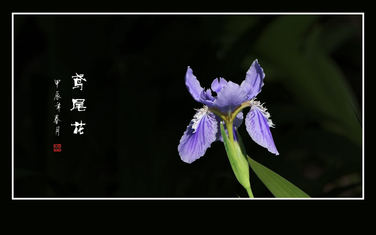 紫蝶翩翩飞草尖的鸢尾花