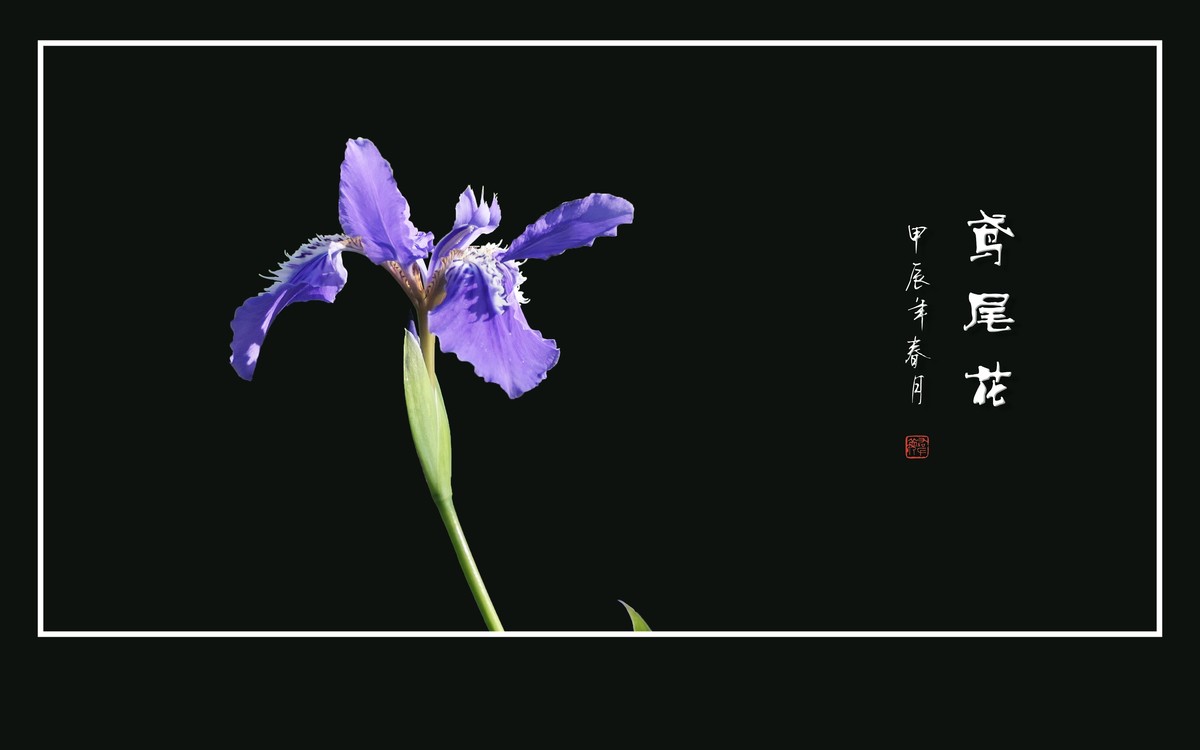 紫蝶翩翩飞草尖的鸢尾花