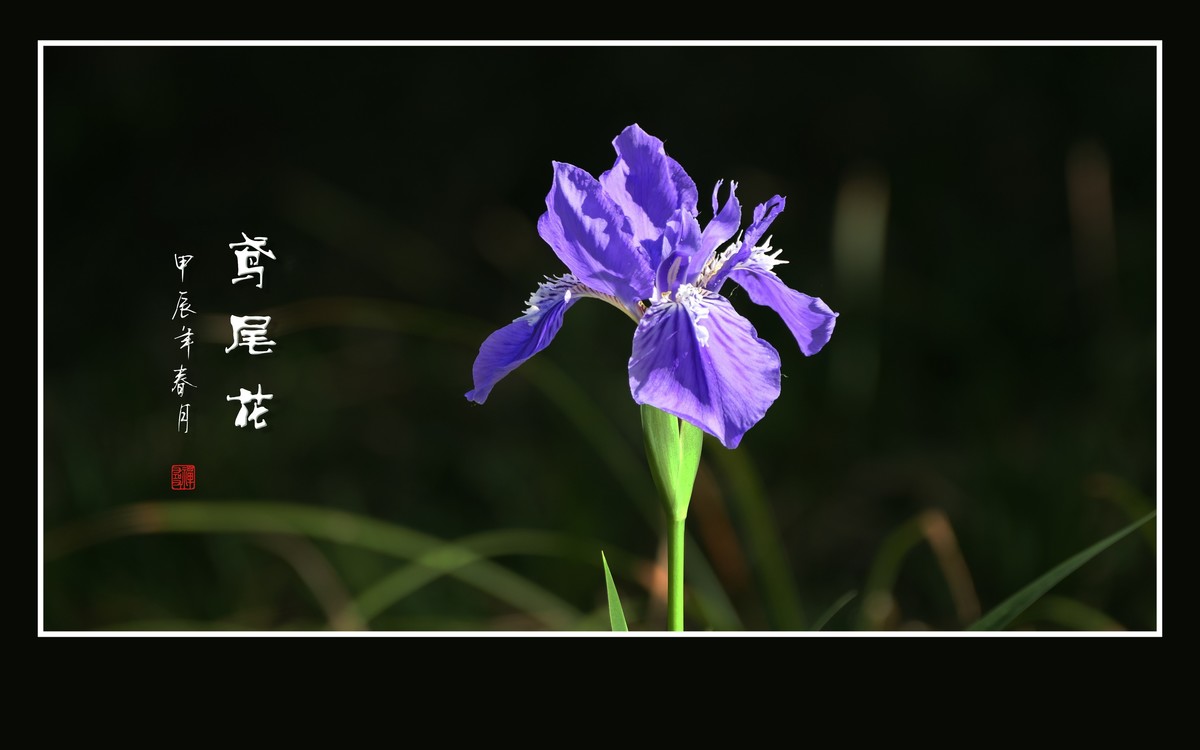 紫蝶翩翩飞草尖的鸢尾花