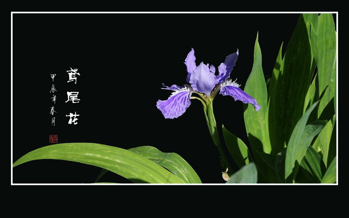 紫蝶翩翩飞草尖的鸢尾花