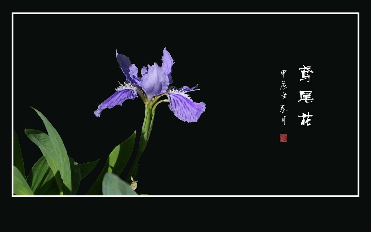 紫蝶翩翩飞草尖的鸢尾花