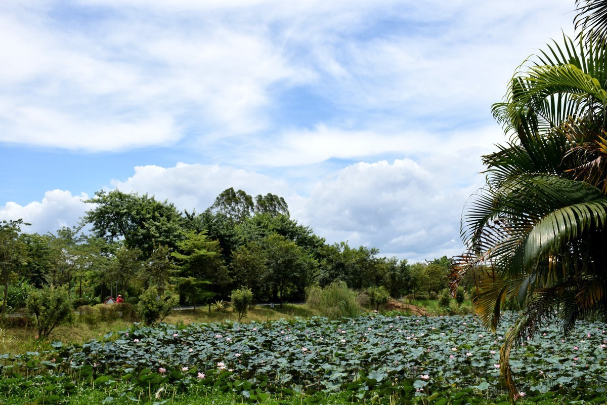 2024夏 海南环岛行（179）信宜沙街牛杂粉