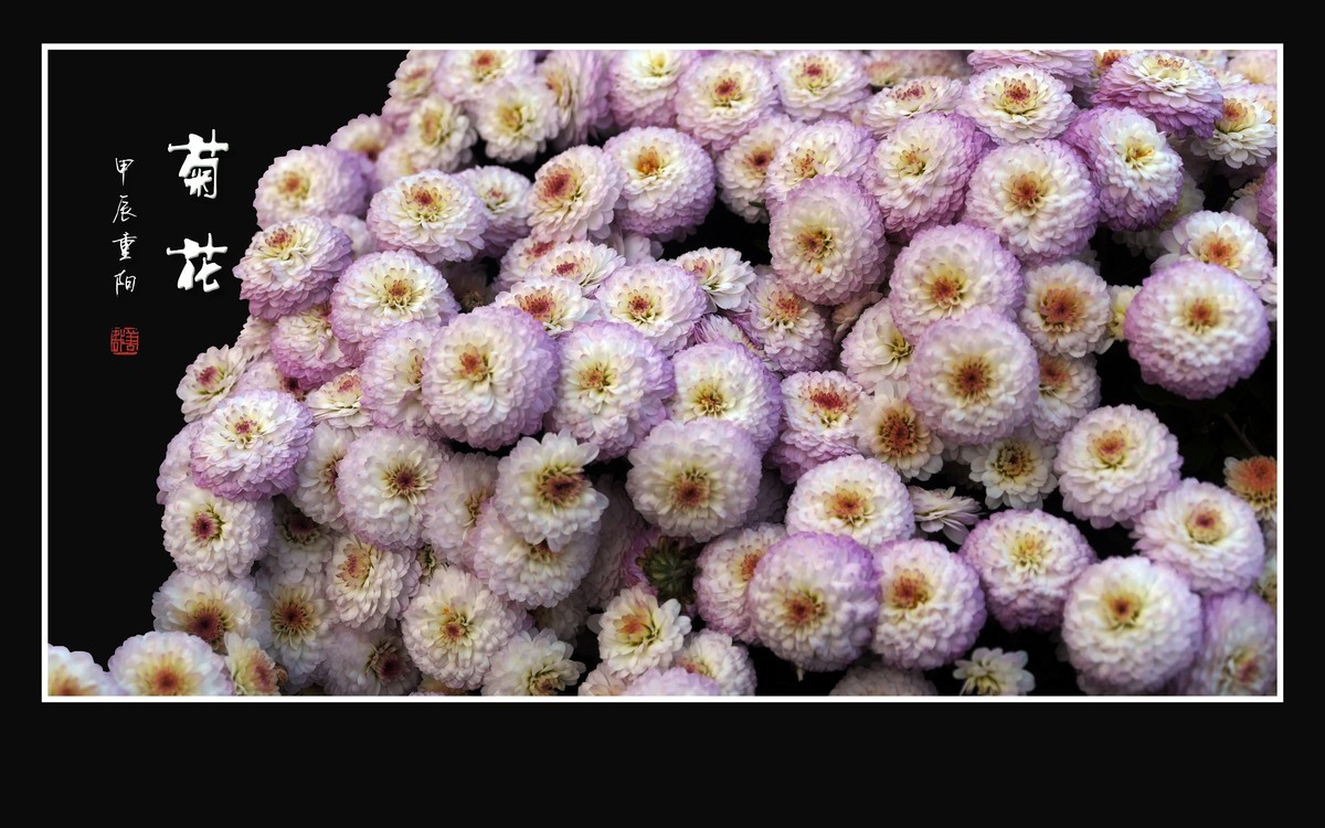 万紫千红的小菊花