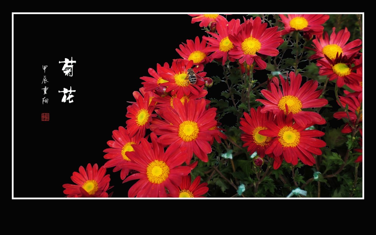 万紫千红的小菊花