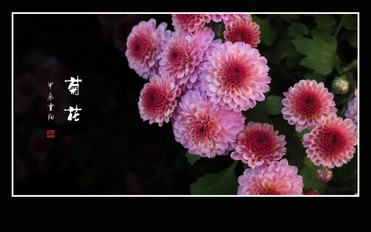 万紫千红的小菊花