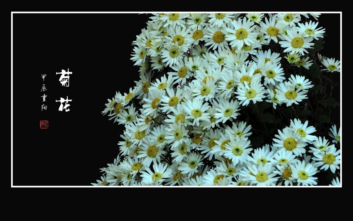 万紫千红的小菊花