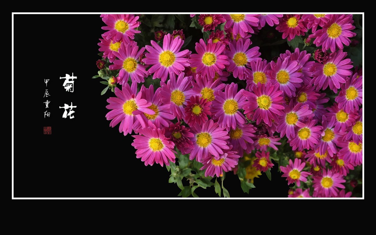 万紫千红的小菊花