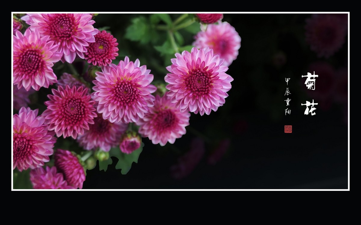 万紫千红的小菊花