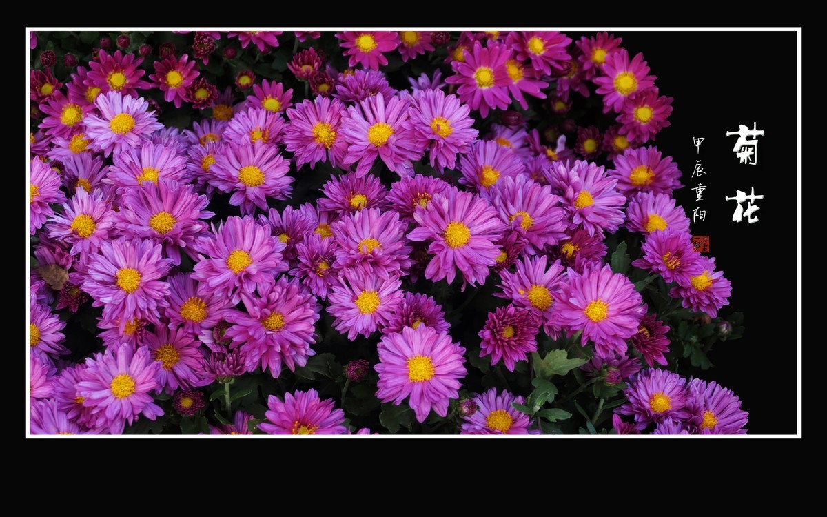万紫千红的小菊花