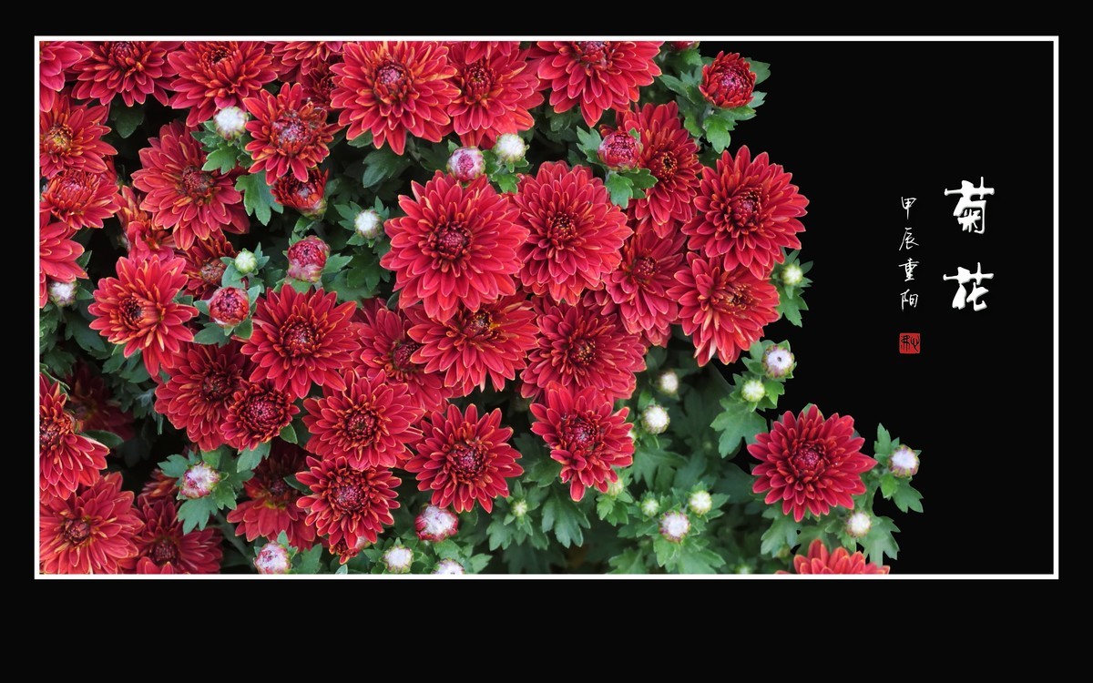万紫千红的小菊花