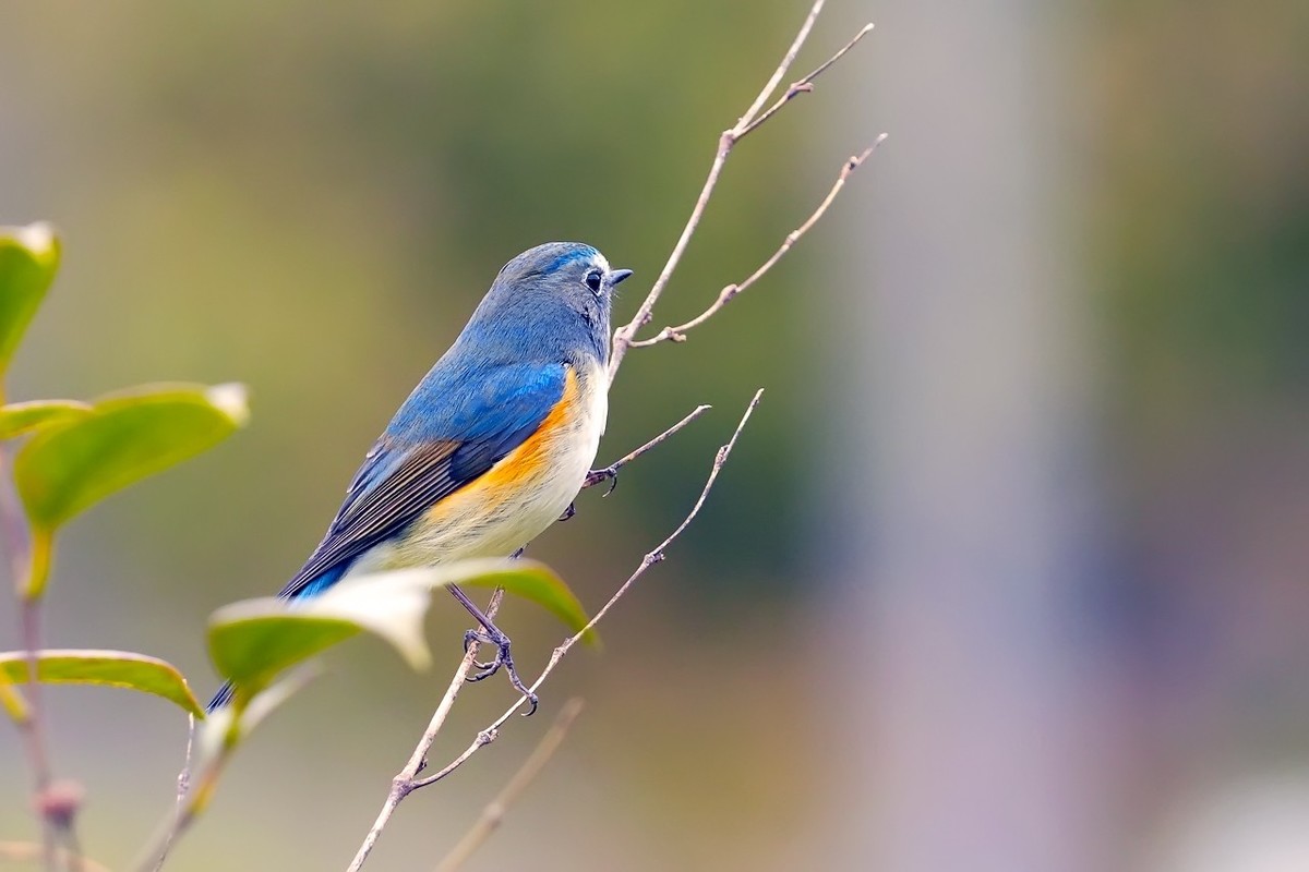 旧片红胁蓝尾鸲9