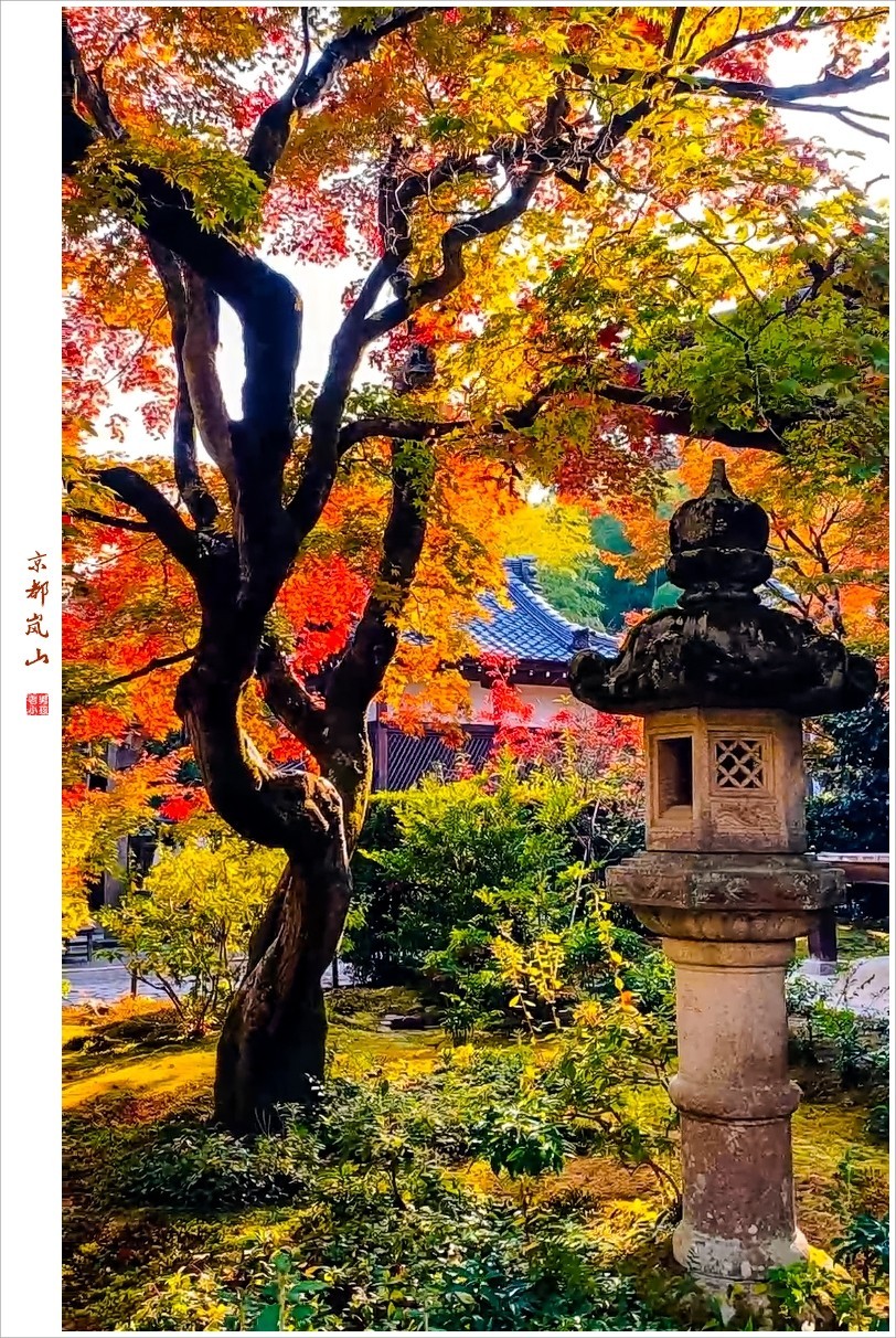 2022年第1006贴-京都岚随拍-367（1208F）