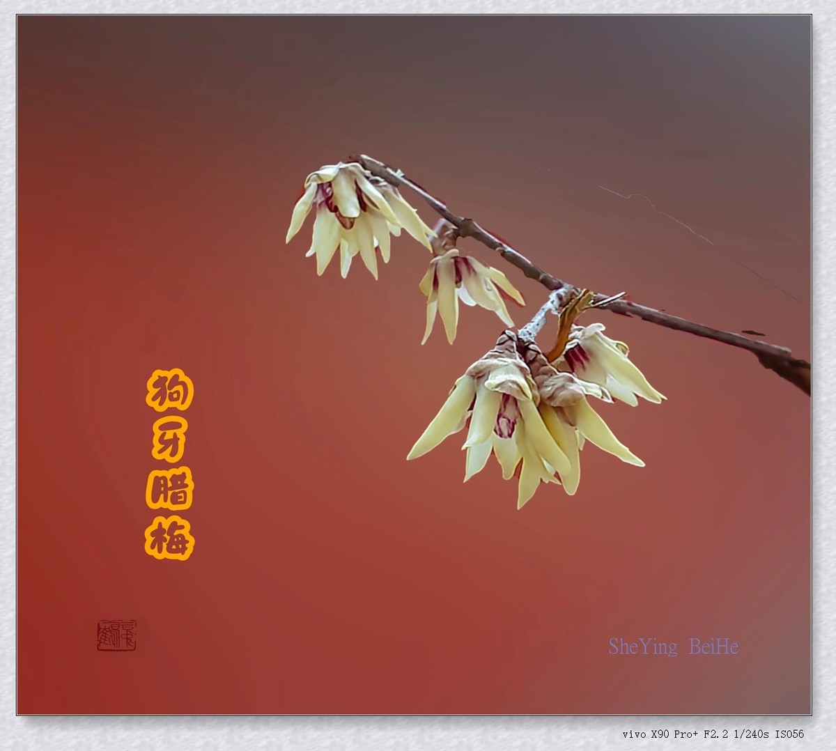 四种腊梅-中关村在线摄影论坛