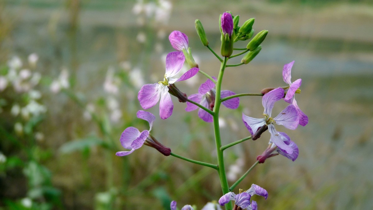 松下FZ28毕竟老化了，解析力下降了