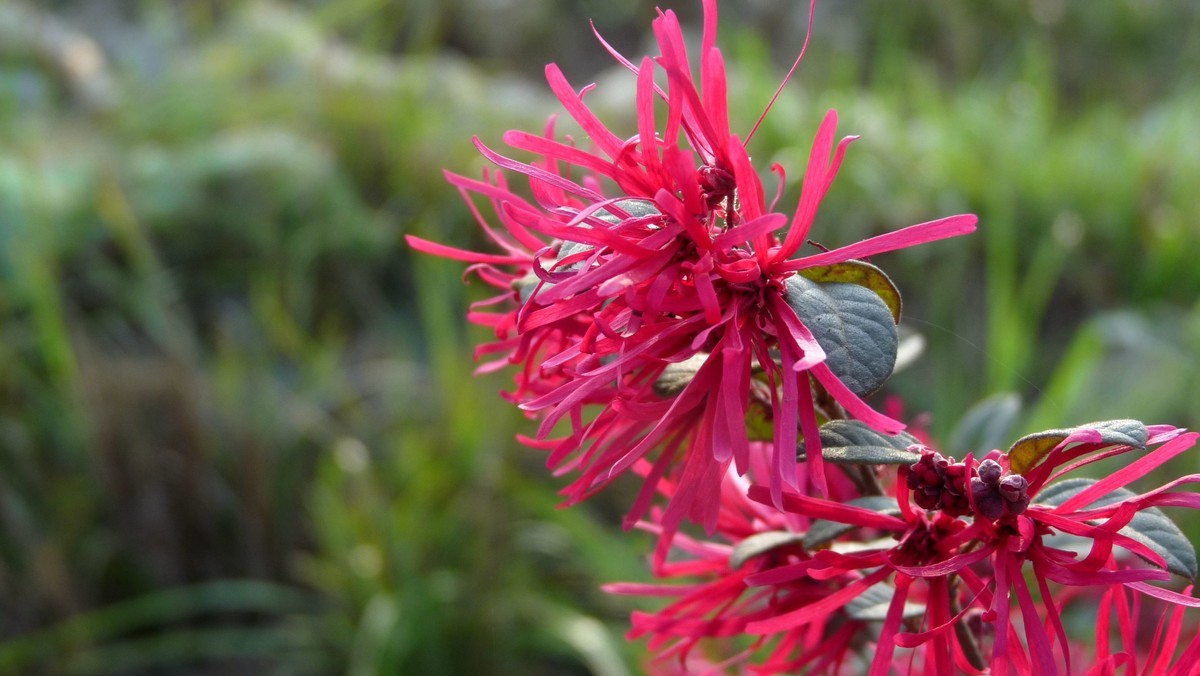 松下FZ28毕竟老化了，解析力下降了