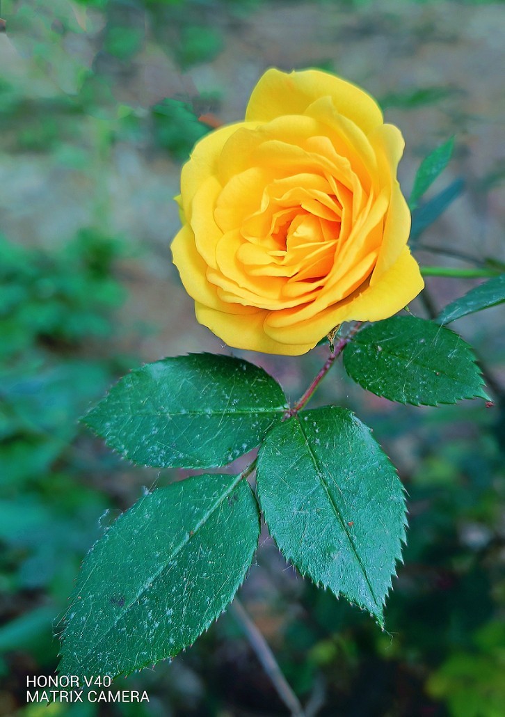 旅游抓拍竟然遇上《打劫的和妹子花草风景》片，出行要小心！来组热闹贴周末愉快！