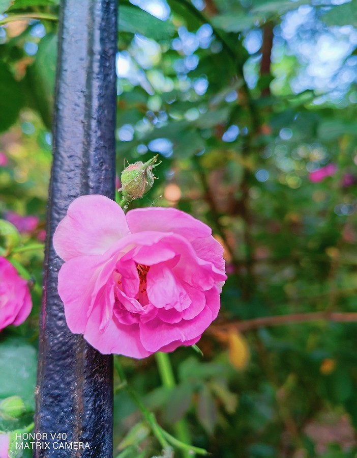 旅游抓拍竟然遇上《打劫的和妹子花草风景》片，出行要小心！来组热闹贴周末愉快！