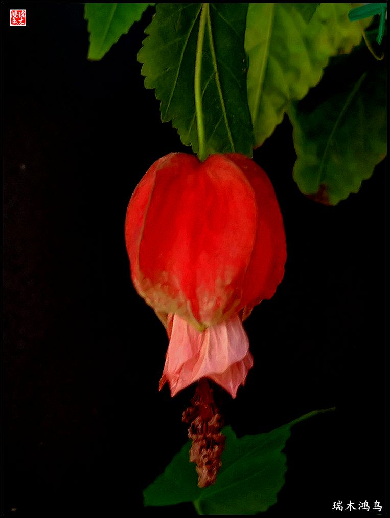 【2023之花季】小精灵变成灯笼花