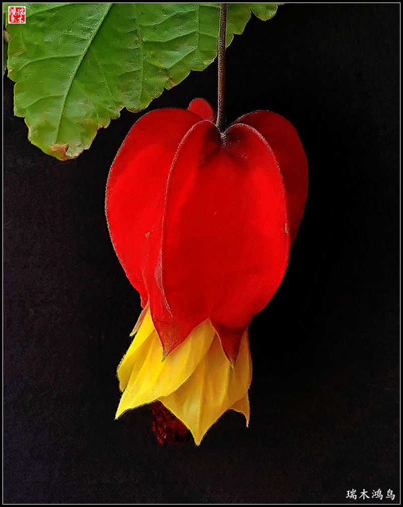 【2023之花季】小精灵变成灯笼花