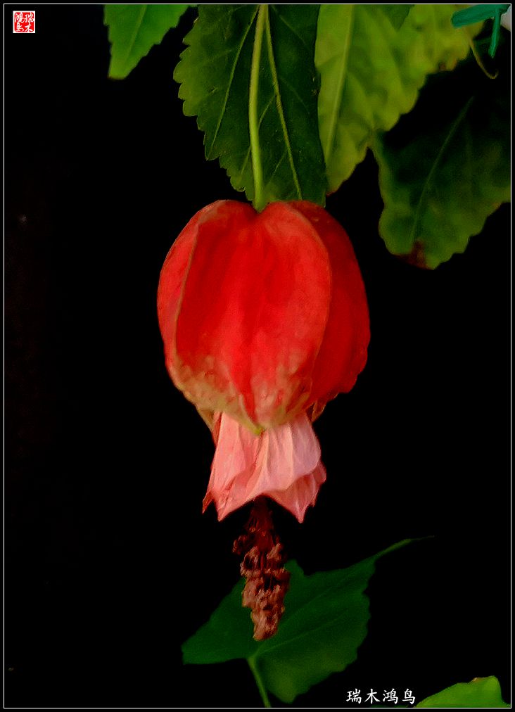 【2023之花季】小精灵变成灯笼花