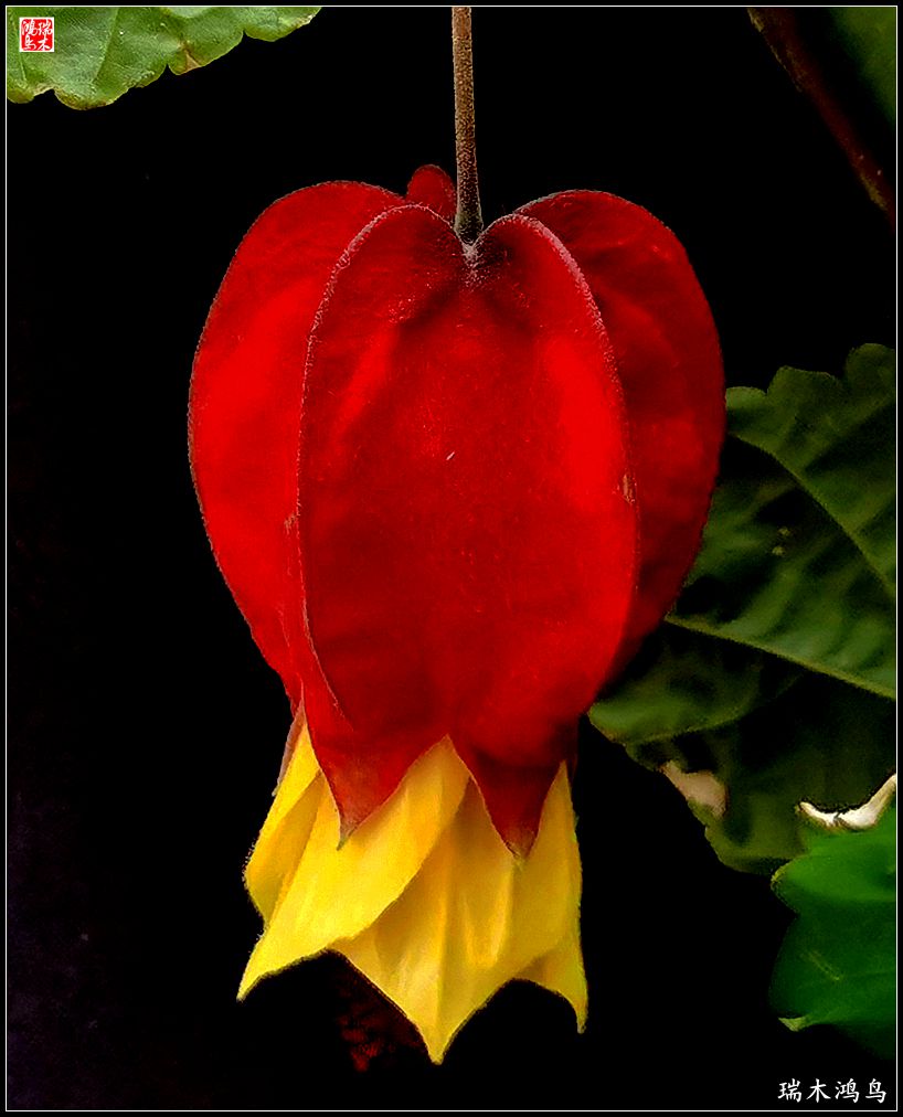 【2023之花季】小精灵变成灯笼花