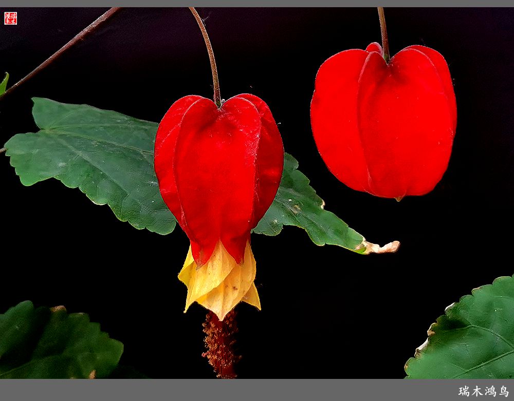 【2023之花季】小精灵变成灯笼花