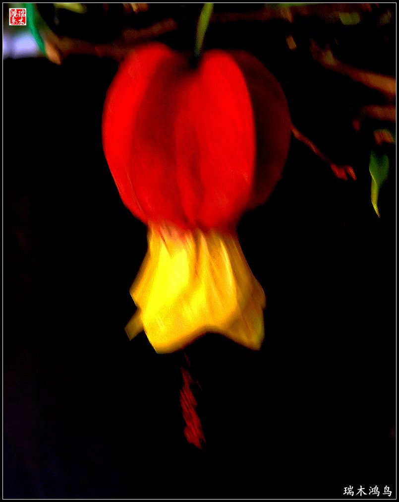 【2023之花季】小精灵变成灯笼花