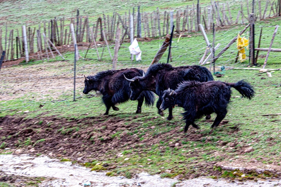 秋行川西高原--新都桥路拍【5】续发