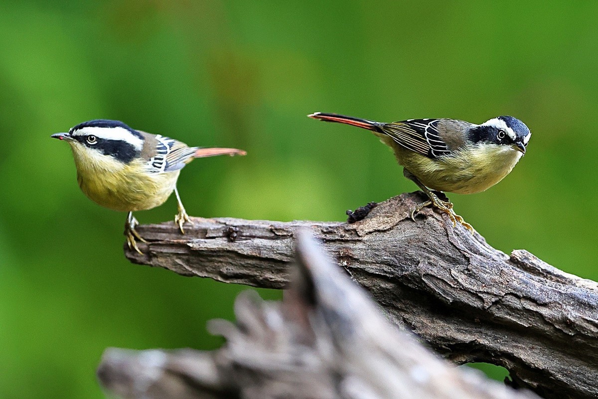 祝各位老师龙年吉祥，新的一年身体健康，阖家幸福，万事如意，快快乐乐每一天！