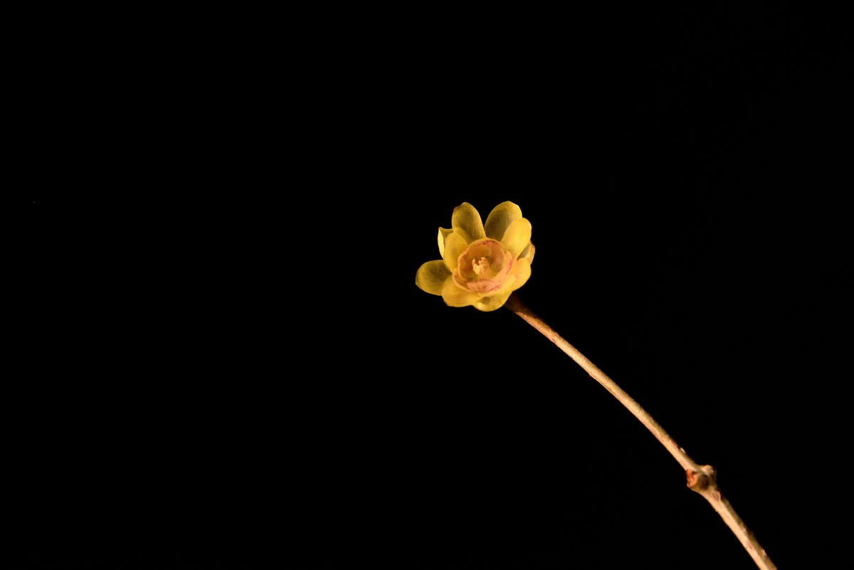 2024花卉植物赏析——腊梅【7】