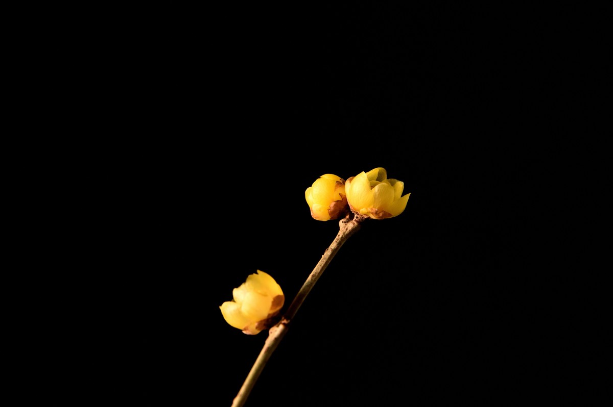 2024花卉植物赏析——腊梅【7】