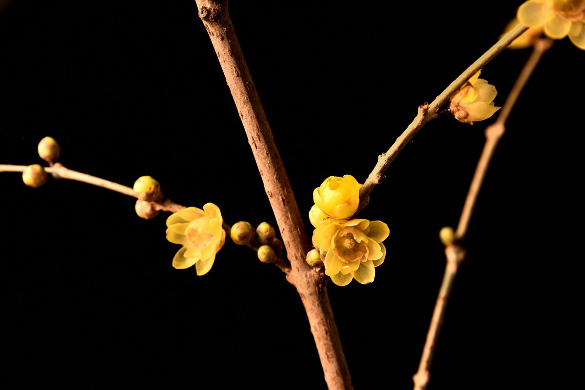 2024花卉植物赏析——腊梅【7】