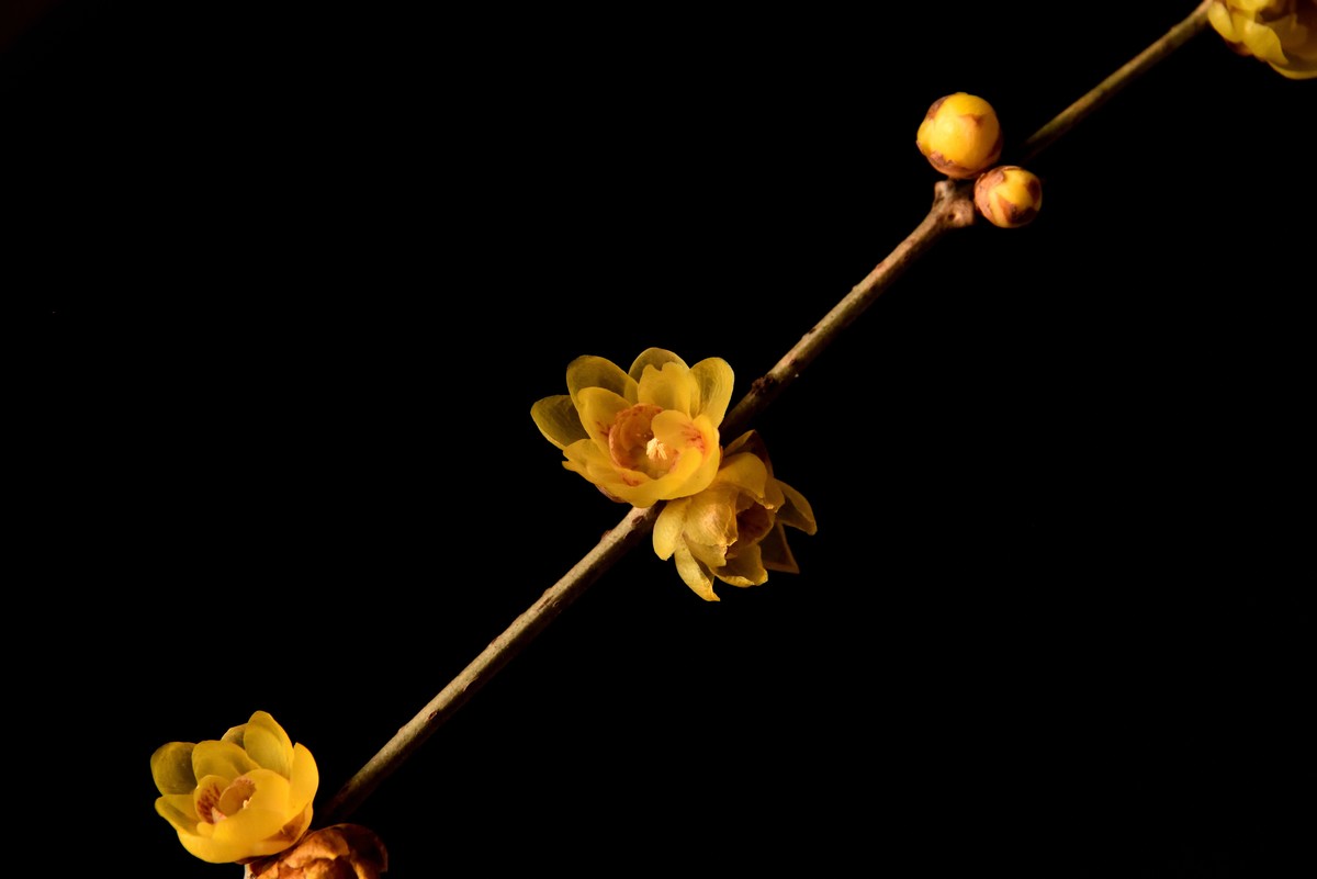 2024花卉植物赏析——腊梅【7】